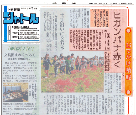 恩林寺 彼岸花まつり 上毛新聞社様 東毛版「シャトル」に見頃を紹介される