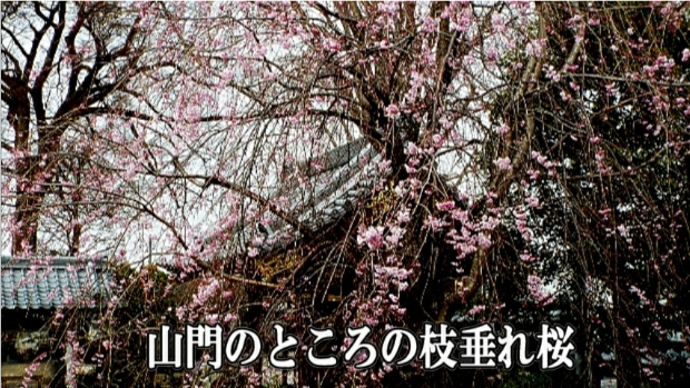 �ՍϏ@�������h�����R���ю� ���ю� ���X���������������̎U��