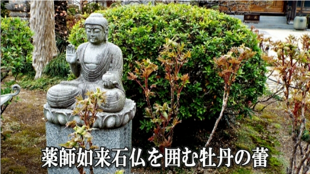 �ՍϏ@�������h�����R���ю� ���ю� ���X���������������̎U��