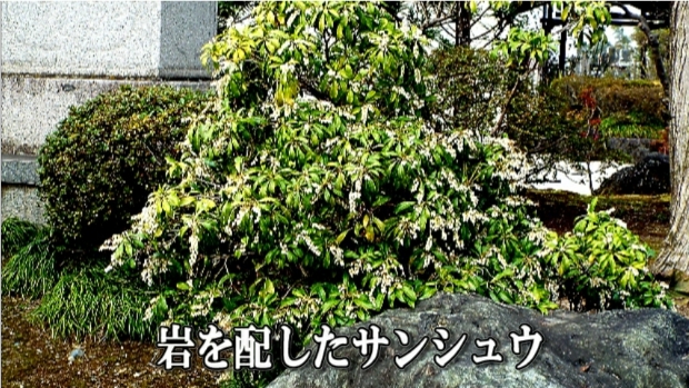 �ՍϏ@�������h�����R���ю� ���ю� ���X���������������̎U��