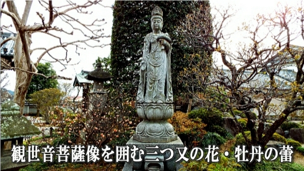 �ՍϏ@�������h�����R���ю� ���ю� ���X���������������̎U��