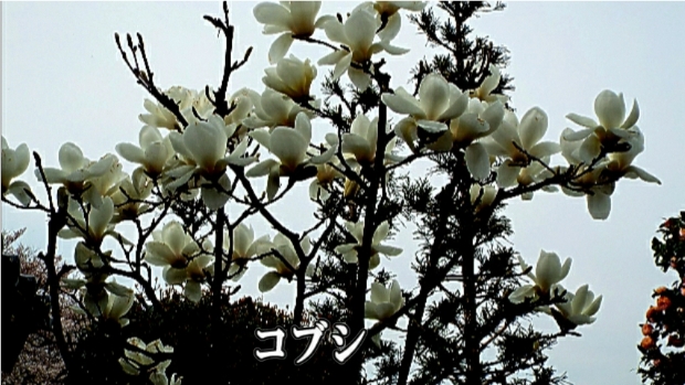 �ՍϏ@�������h�����R���ю� ���ю� ���X���������������̎U��