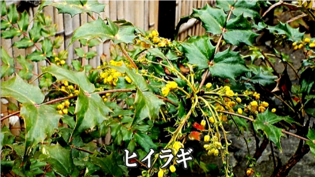 �ՍϏ@�������h�����R���ю� ���ю� ���X���������������̎U��