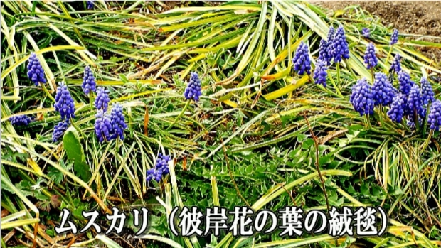 �ՍϏ@�������h�����R���ю� ���ю� ���X���������������̎U��