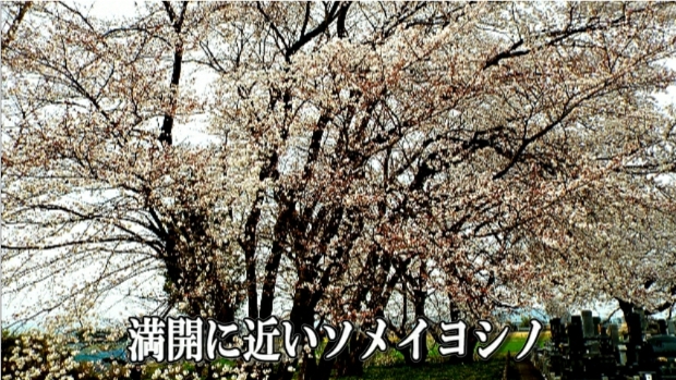 �ՍϏ@�������h�����R���ю� ���ю� ���X���������������̎U��