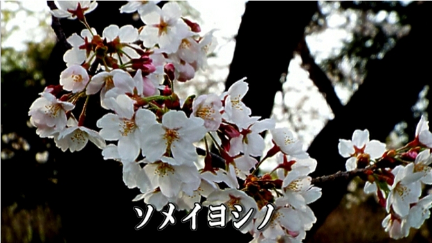 �ՍϏ@�������h�����R���ю� ���ю� ���X���������������̎U��