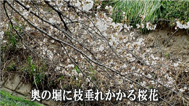 �ՍϏ@�������h�����R���ю� ���ю� ���X���������������̎U��