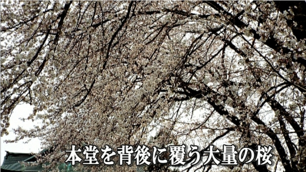 �ՍϏ@�������h�����R���ю� ���ю� ���X���������������̎U��