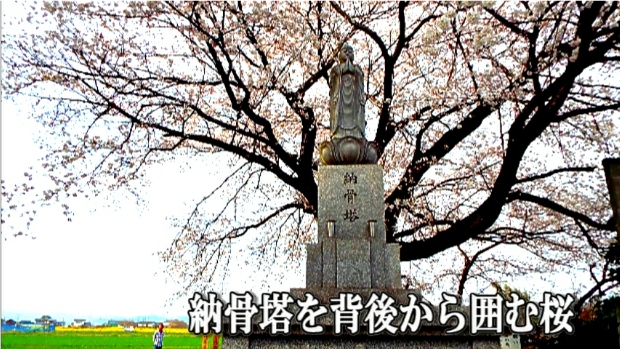 �ՍϏ@�������h�����R���ю� ���ю� ���X���������������̎U��