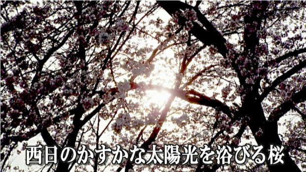 �ՍϏ@�������h�����R���ю� ���ю� ���X���������������̎U��