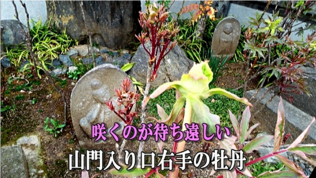 �ՍϏ@�������h�����R���ю� ���ю� ���X���������������̎U��