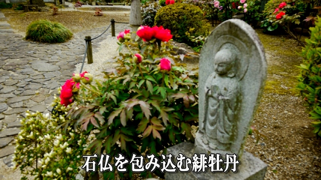 ՍϏ@hRю ю OJԏ QOOSQP