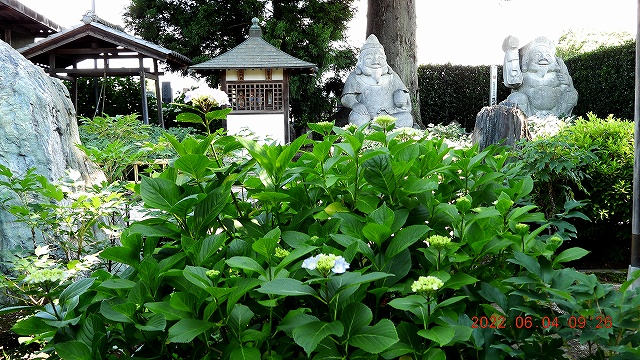 1臨済宗建長寺派 東光山恩林寺 紫陽花開花 情報