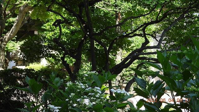 1臨済宗建長寺派 東光山恩林寺 紫陽花開花 情報