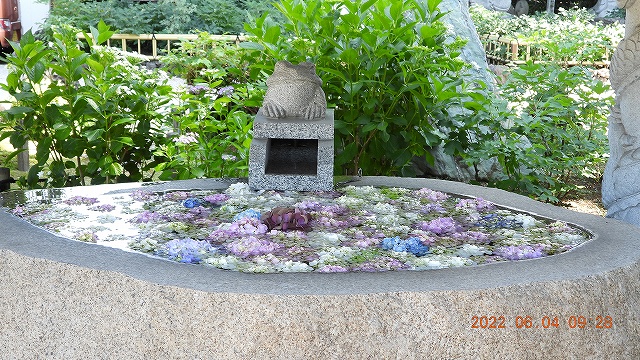 1臨済宗建長寺派 東光山恩林寺 紫陽花開花 情報