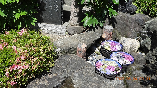 1臨済宗建長寺派 東光山恩林寺 紫陽花開花 情報