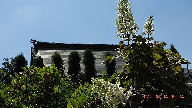 1臨済宗建長寺派 東光山恩林寺 紫陽花開花 情報