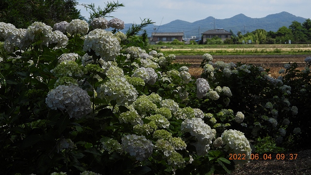 1臨済宗建長寺派 東光山恩林寺 紫陽花開花 情報