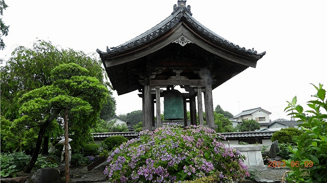 臨済宗建長寺派 東光山 恩林寺 紫陽花 開花情報 2回