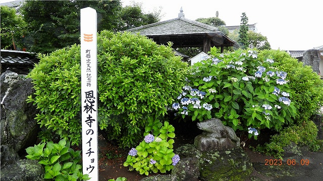 臨済宗建長寺派 東光山 恩林寺 紫陽花 開花情報 2回