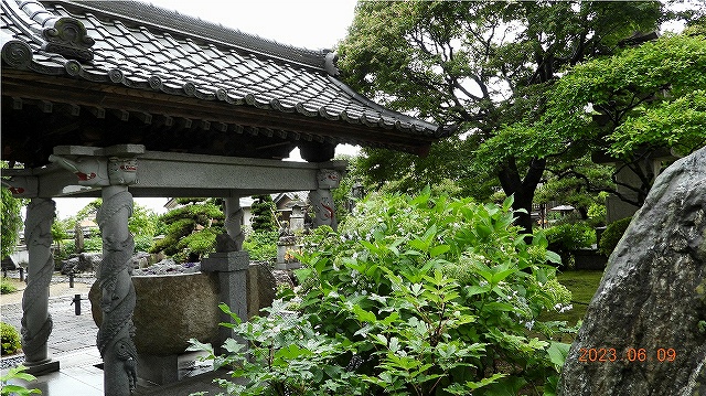 臨済宗建長寺派 東光山 恩林寺 紫陽花 開花情報 2回