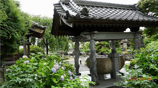 臨済宗建長寺派 東光山 恩林寺 紫陽花 開花情報 2回