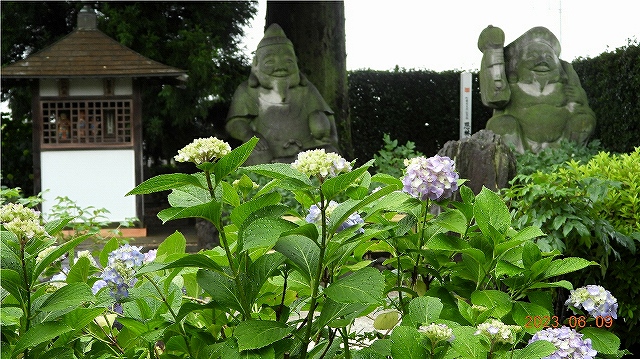 臨済宗建長寺派 東光山 恩林寺 紫陽花 開花情報 2回