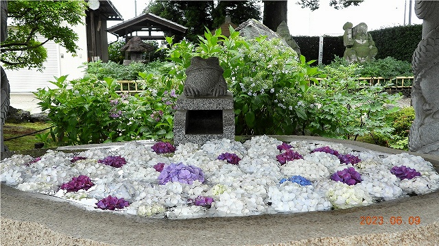 臨済宗建長寺派 東光山 恩林寺 紫陽花 開花情報 2回
