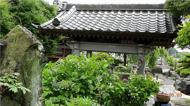 臨済宗建長寺派 東光山 恩林寺 紫陽花 開花情報 2回