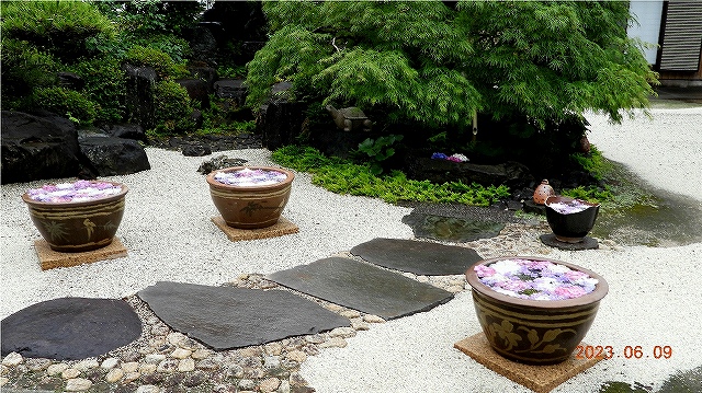 臨済宗建長寺派 東光山 恩林寺 紫陽花 開花情報 2回