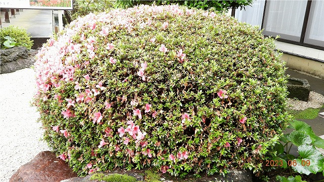 臨済宗建長寺派 東光山 恩林寺 紫陽花 開花情報 2回