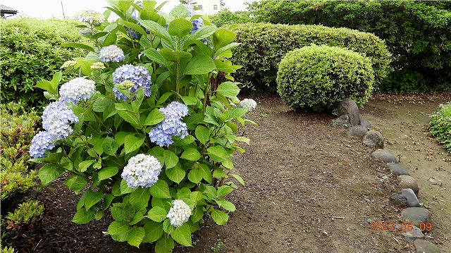臨済宗建長寺派 東光山 恩林寺 紫陽花 開花情報 2回