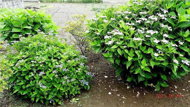 臨済宗建長寺派 東光山 恩林寺 紫陽花 開花情報 2回