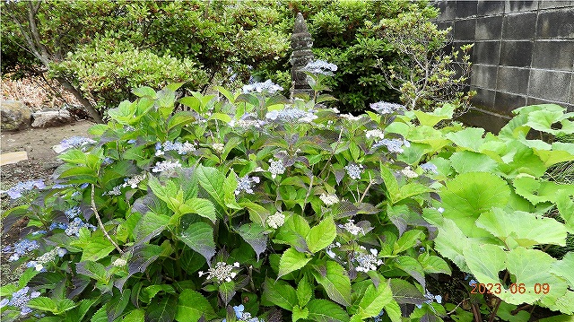 臨済宗建長寺派 東光山 恩林寺 紫陽花 開花情報 2回
