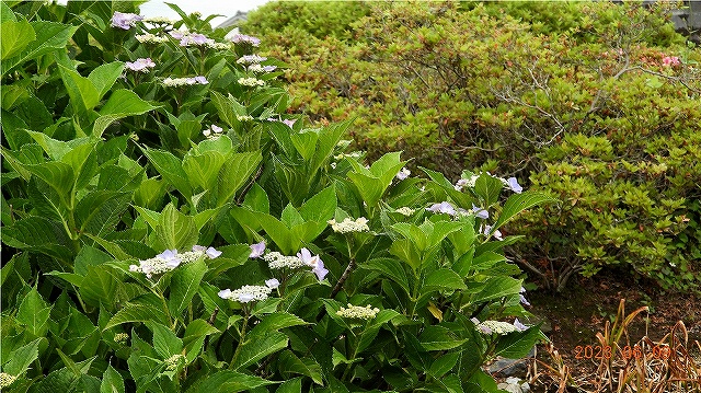 臨済宗建長寺派 東光山 恩林寺 紫陽花 開花情報 2回