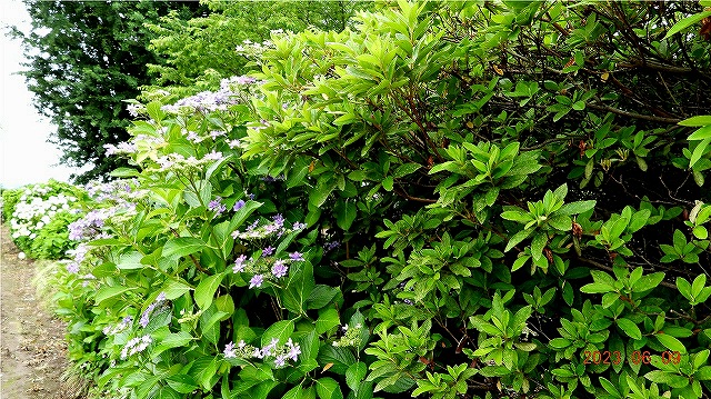 臨済宗建長寺派 東光山 恩林寺 紫陽花 開花情報 2回