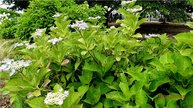 臨済宗建長寺派 東光山 恩林寺 紫陽花 開花情報 2回
