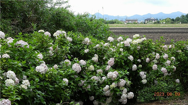 臨済宗建長寺派 東光山 恩林寺 紫陽花 開花情報 2回