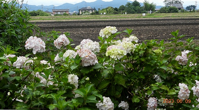臨済宗建長寺派 東光山 恩林寺 紫陽花 開花情報 2回