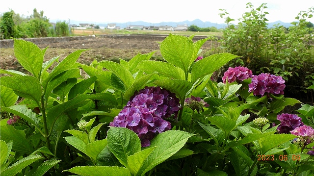 臨済宗建長寺派 東光山 恩林寺 紫陽花 開花情報 2回