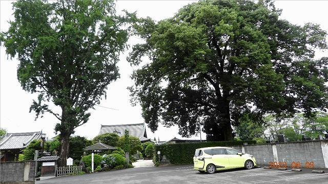 臨済宗建長寺派 東光山 恩林寺 紫陽花 開花情報 2回
