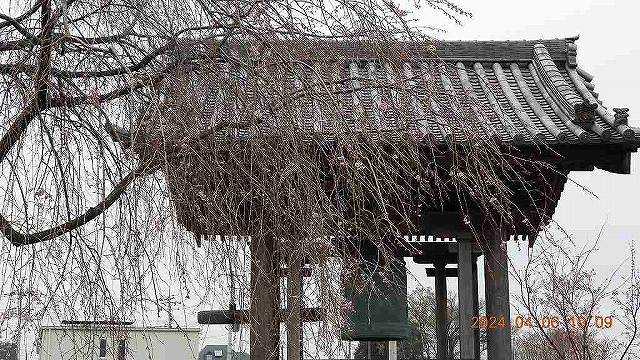 臨済宗建長寺派 東光山恩林寺 桜 5分咲き情報