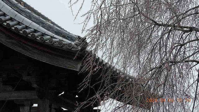 臨済宗建長寺派 東光山恩林寺 桜 5分咲き情報