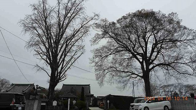 臨済宗建長寺派 東光山恩林寺 桜 5分咲き情報