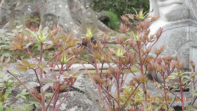 臨済宗建長寺派 東光山恩林寺 桜 5分咲き情報