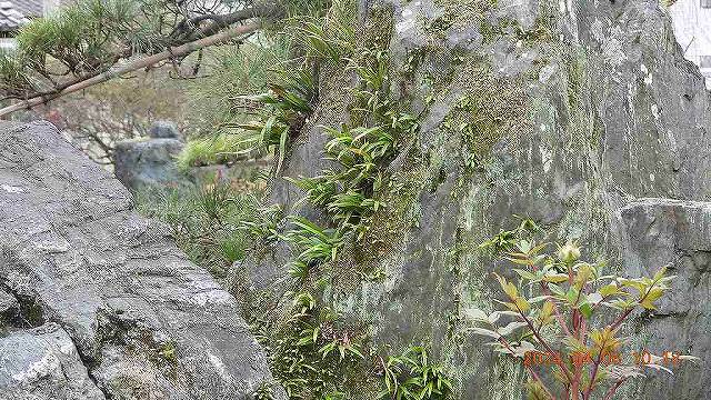 臨済宗建長寺派 東光山恩林寺 桜 5分咲き情報