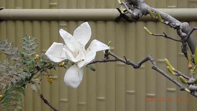 臨済宗建長寺派 東光山恩林寺 桜 5分咲き情報