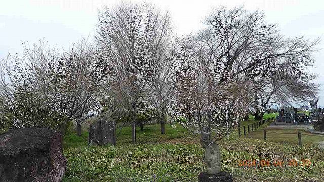 臨済宗建長寺派 東光山恩林寺 桜 5分咲き情報
