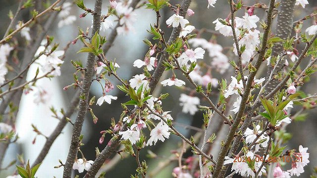 臨済宗建長寺派 東光山恩林寺 桜 5分咲き情報