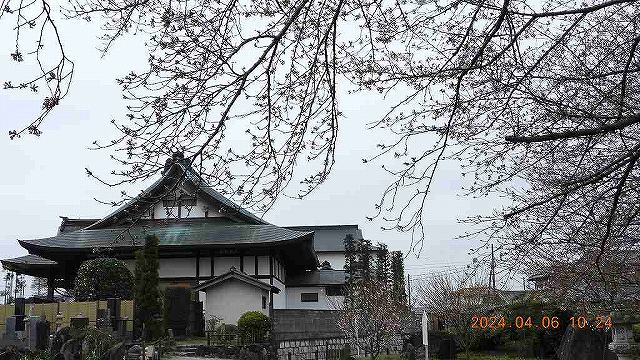 臨済宗建長寺派 東光山恩林寺 桜 5分咲き情報